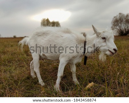 Wild white goat in the middle of gold grassland (colored side photo)