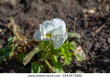 White primula in the garden in sunlight in spring season. Perennial primrose or primula in the spring garden. Spring primroses flowers, primula polyanthus, white primroses in spring woods. Nature view