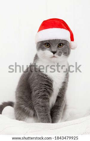 Cute gray playful cat in a Santa Claus hat, on white background. Concept postcards for Christmas.