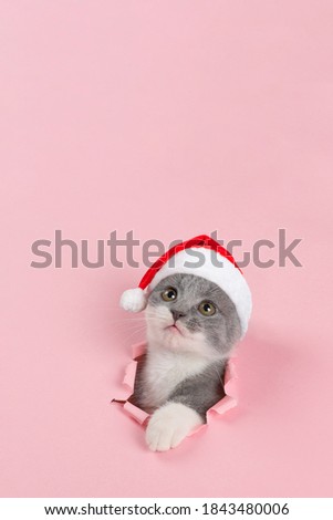 Cute gray playful cat in a Santa Claus hat, on pink background. Concept postcards for Christmas.