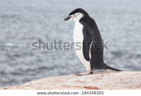 Chinstrap penguin in Antarctica 