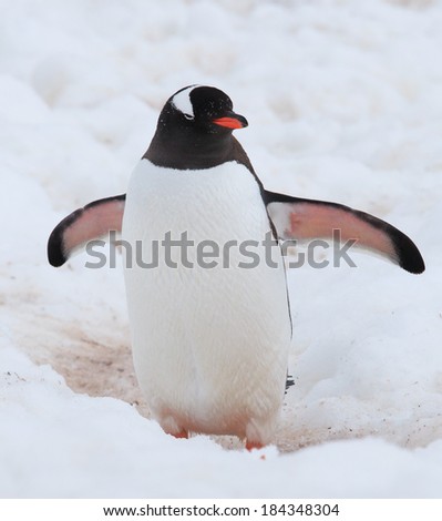 Cute gentoo penguin walking on snow in Antarctica 