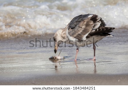 A wild seagull catching fish along the shores of Santa Rosa Island in Channel Islands National Park (California).