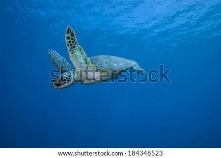Sea Turtle Underwater in Mid Flight Royalty-Free Stock Photo #184348523
