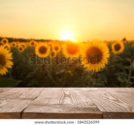 Empty wooden surface in sunflower field at sunset