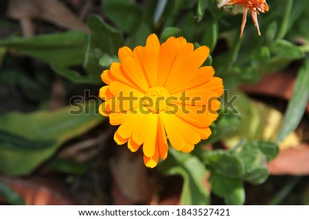 Calendula Flower at the garden 