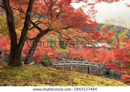 Autumn, trees full of colorful leaves.