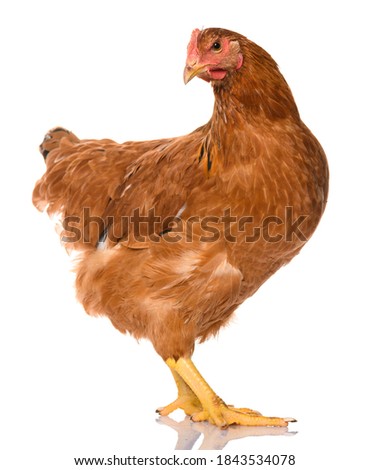 one brown chicken isolated on white background, studio shoot Royalty-Free Stock Photo #1843534078