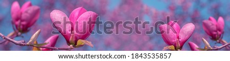 Pink magnolia flowers in the sun. Trend color pink. Blue sky.  Shallow depth of field.  Spring background. 