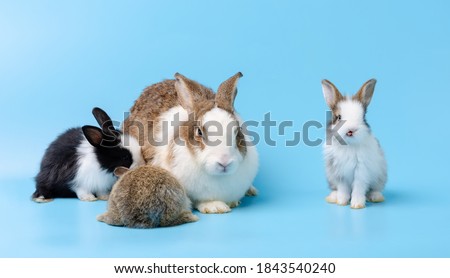 Adorable mother with three baby rabbits portraiton isolated on blue background. Pet animal family concept.