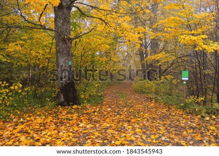 A view from the pathway in a park. Forest floor of colorful yellow and orange leaves, mighty golden oak tree close-up. Ecology, eco tourism, environmental conservation, nature protected area. Latvia