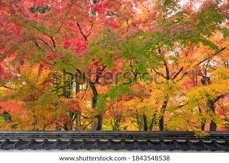 Colorful tree in the forest over the japanese roof