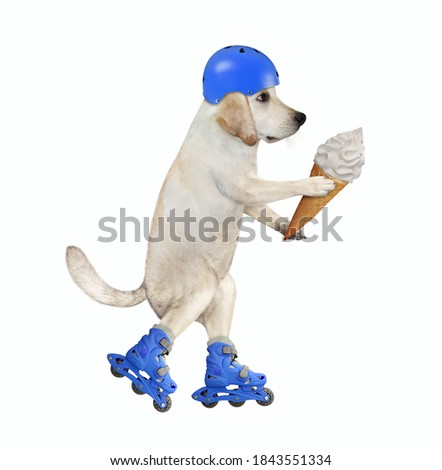 A dog in a blue helmet rides roller skates and eats a cone of ice cream. White background. Isolated.