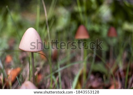 Wild brown mushrooms Coprinellus growing in forest. Selective focus, blurred background.