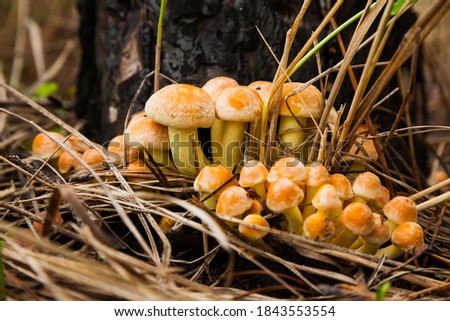 Honey mushrooms in the forest, near the stump, close-up.
