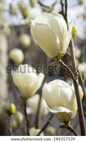 Spring time, bud of magnolia flower on the tree branch
