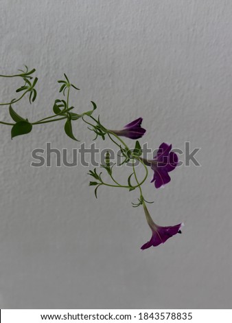 image in the portrait format of a Morning Glory plant branch, with delicate leaves and dark blue flowers, on a light rustic background- POA, SAO PAULO, BRAZIL.