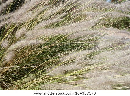 Feather-grass blossom background