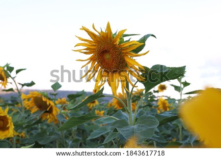 sunflowers blossom - huge beautiful flowers in the field blossoming
