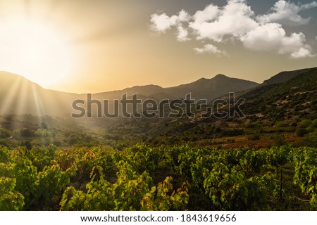 Rich vineyards of the inner valleys of the Peloponnese Pensinsula in Southern mainland Greece Royalty-Free Stock Photo #1843619656