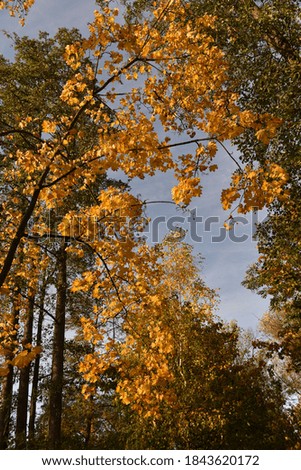 Beautiful colored leafs and trees in the Autumn