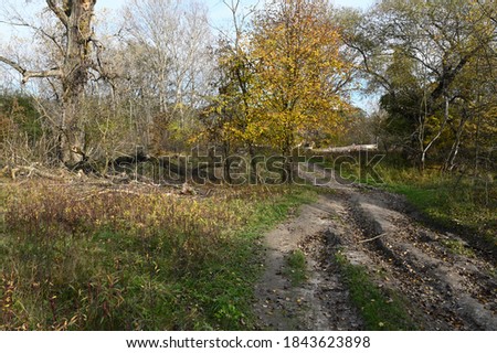 A forest road among meadows and autumn trees