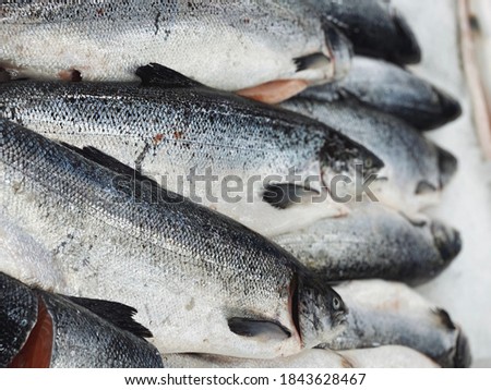 raw fish on ice background