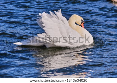 A graceful white Swan on dark blue water, illuminated by the bright rays of the sun.