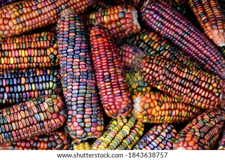 Colorful cobs of ornamental corn lie side by side and on top of each other and form a background in autumn Royalty-Free Stock Photo #1843638757