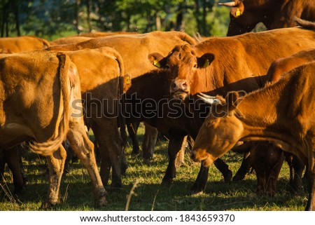 Cows Volyn meat, limousine, abordin. Rural composition. Cows grazing in the meadow. A series of photographs of a red cow are grazed. Summer landscape with cows. Calves eat grass.Farm