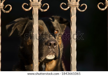Portrait of a beautiful dog (watchdog) behind the gate (who stands guard) with focus in the nose Royalty-Free Stock Photo #1843661065