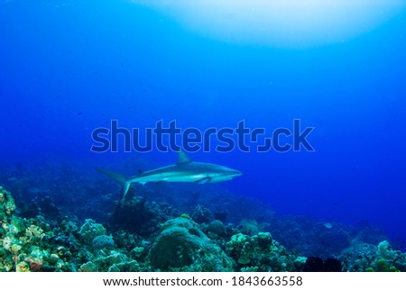 An impressive sized reef shark cruising along the reef in the Cayman Islands