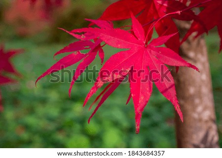 Color changing maple leave in autumn