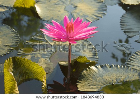 
one lotus flower stalk with leaves covering the surface of the water