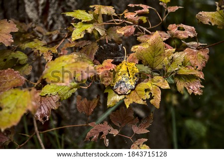 Closeup of a branch full of leaves in autumn