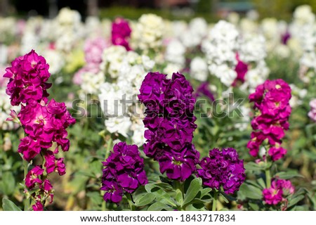 The name of these flowers is Stock.
Scientific name is Matthiola incana.
