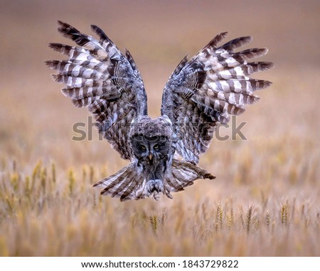 Owl foraging in the forest
