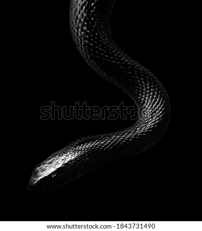 An Inland Taipan Snake isolated on black background. No people. Copy space