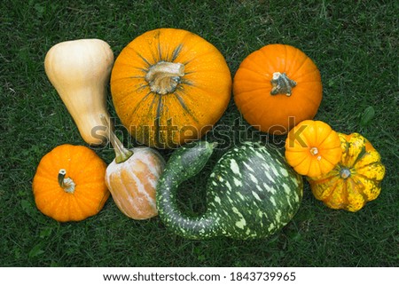 Many different pumpkins and squash close up on the grass in the ground, directly from above