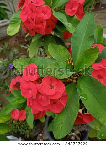 Selective focus of beautiful Red Euphorbia after rain, with blurry background 

