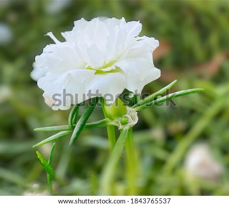 The single white folwer with bokeh background