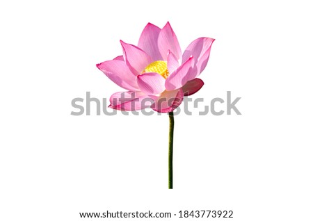 beautiful pink lotus flower isolated on white background.File contains with clipping path so easy to work.
