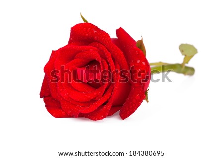 Red rose on a white background.