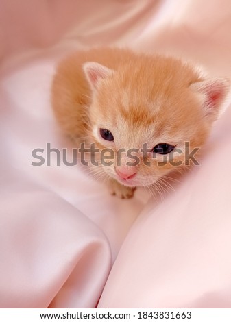 Photo of small cute kitty. Picture of lovely cat. Texture background photography. Satin background.