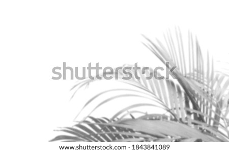 tropical palm leaf shadow on white wall background