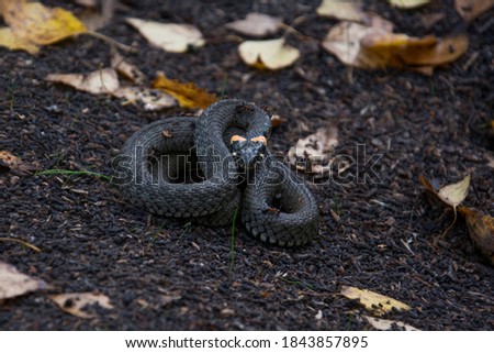 Grass Snake close-up.The snake is not poisonous.