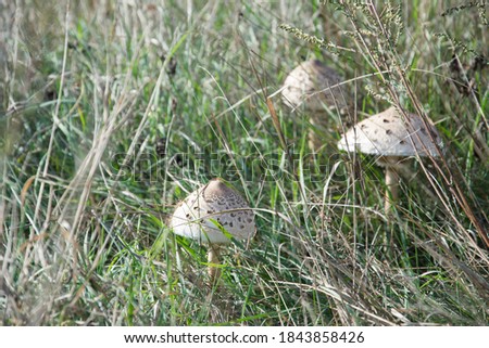 Proudly standing on the heels of tall kite mushrooms, fungus kite, mushroom umbrella. Selective focus on kite mushrooms