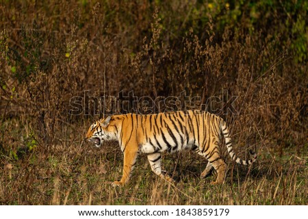 wild royal bengal tiger of terai region walking in forest at uttarakhand india - panthera tigris tigris Royalty-Free Stock Photo #1843859179
