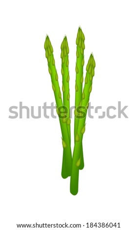 Vegetable, Vector Illustration of Delicious Fresh Green Asparagus or Asparagus Officinalis Isolated on White Background. 