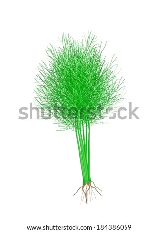 Vegetable and Herb, Vector Illustration of Bunch of Ripe Dill Used for Seasoning in Cooking. 